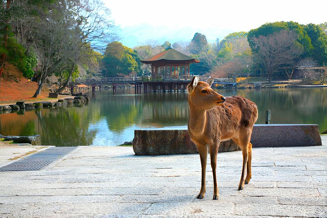 3 Days Private Osaka Kyoto and Nara Tour With English Driver - Price and Value, Entrance Fees, and What Your Group Cost Covers