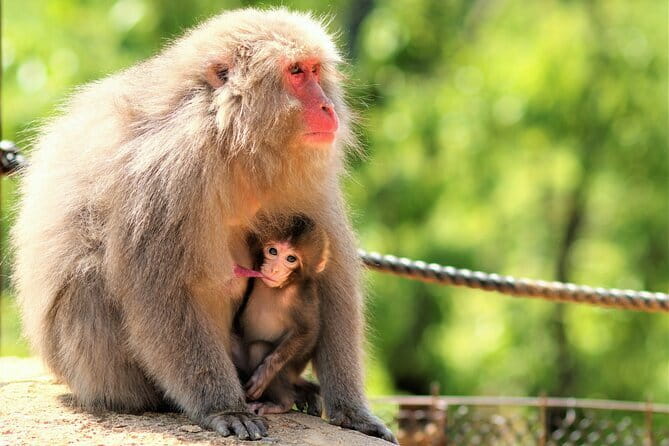 4 Hours Arashiyama and Arashiyama Monkey Park Tour - Price and Value: Is $190 Per Person Worth It?