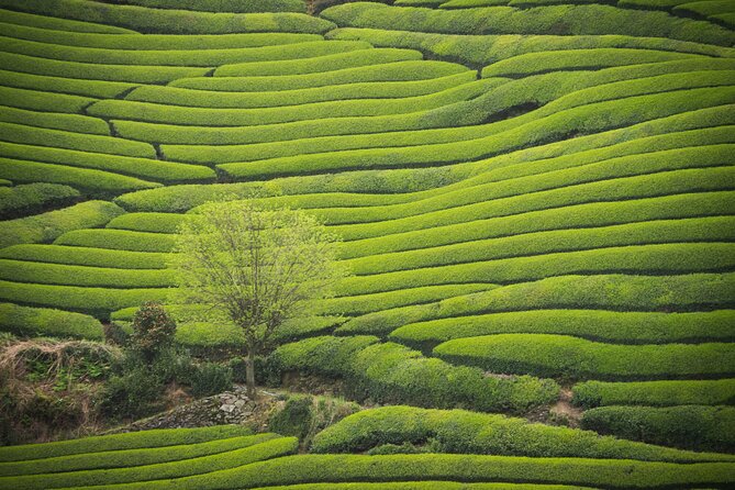 7hr Private Wazuka True Hidden Kyoto Matcha Farm Experience - Quick Hits Before You Go
