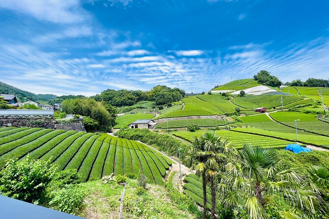 7hr Private Wazuka True Hidden Kyoto Matcha Farm Experience - Two Matcha Farms, One Story From Leaf to Ceremony