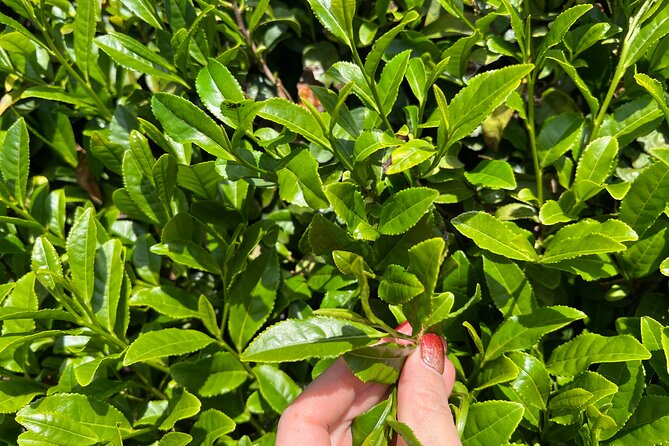 7hr Private Wazuka True Hidden Kyoto Matcha Farm Experience - Price and Value: Is $520 Worth It?
