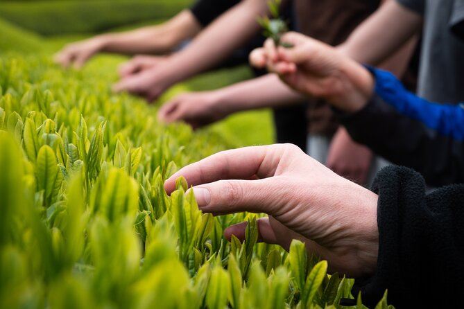 7hr Private Wazuka True Hidden Kyoto Matcha Farm Experience - Who This Wazuka Matcha Tour Fits Best