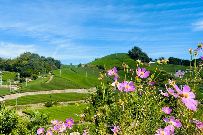 7hr Private Wazuka True Hidden Kyoto Matcha Farm Experience - Should You Book This Wazuka Matcha Farm Experience?