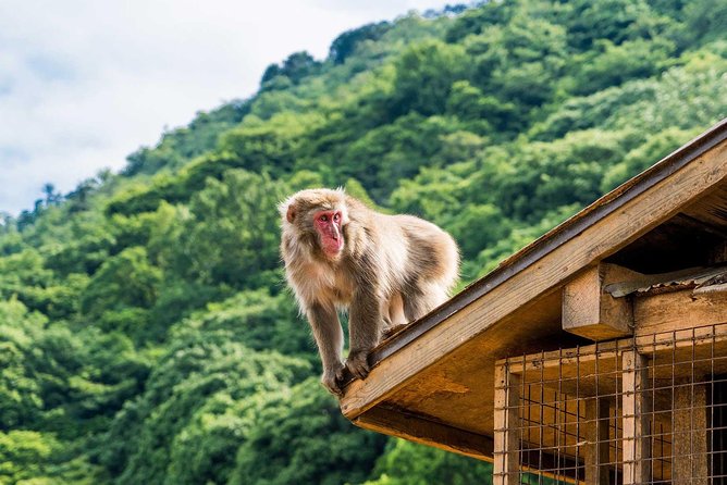Afternoon Kyoto Bike Tour: Bamboo Forest, Monkeys & Hidden Spots - Why Arashiyama feels made for bikes