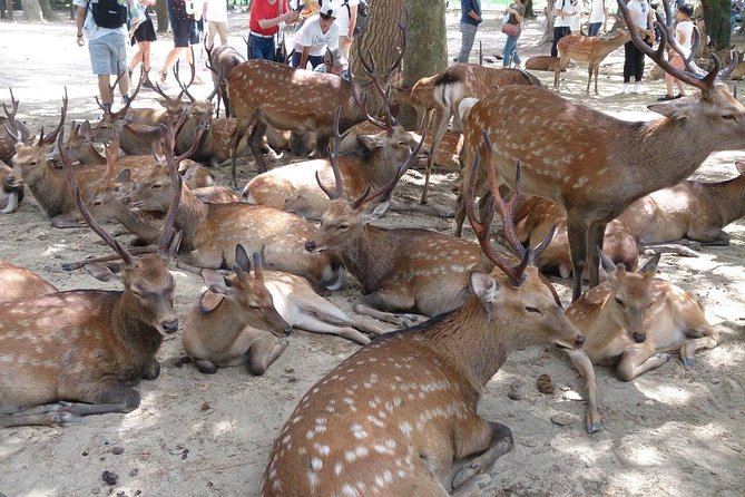 All must-sees in 3 hours - Nara Park Classic Tour! From JR Nara! - Key Things I’d Watch For