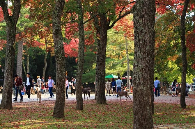 All must-sees in 3 hours - Nara Park Classic Tour! From JR Nara! - A Punctual Start at JR Nara Station, Find the White Flag