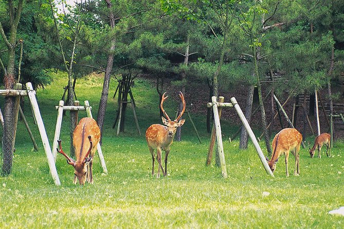 Ancient Capital Tour: Kyoto and Nara Highlights from Kyoto/Osaka - Meeting points and timing, the part you should not wing