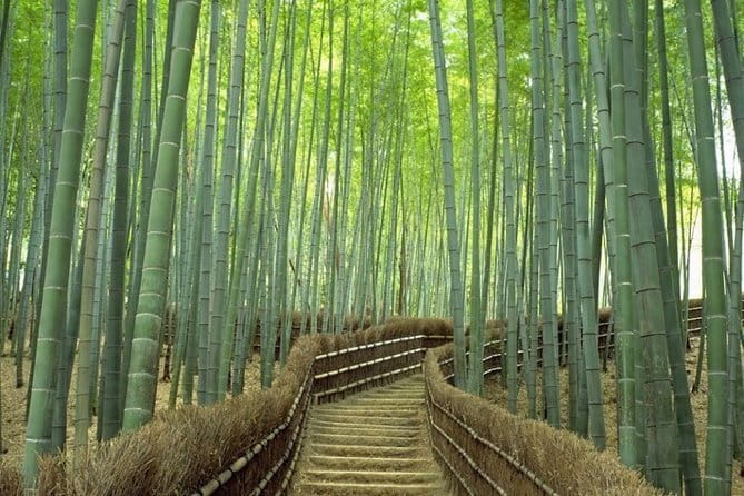 Arashiyama Bamboo & "Must See" Gardens with an Amazing Guide - Why a private guide helps more than you think
