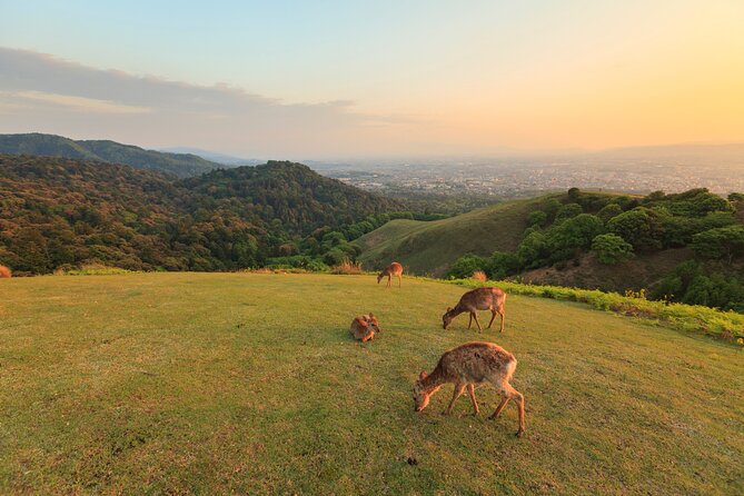 Best of Kyoto and Nara Highlights Day Tour from Osaka (7~9 spots) - Todai-ji Temple: the big Buddha, and the admission choice