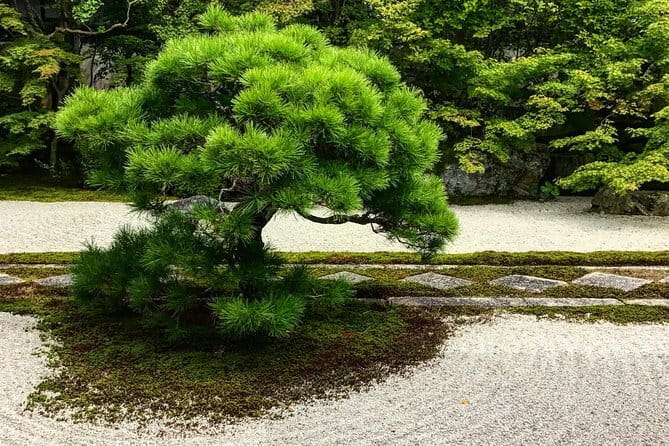 Discover Kyoto by Bike: Authentic Half Day Tour - Stop 5: Shimogamo Jinja, old Shinto roots in wooded grounds