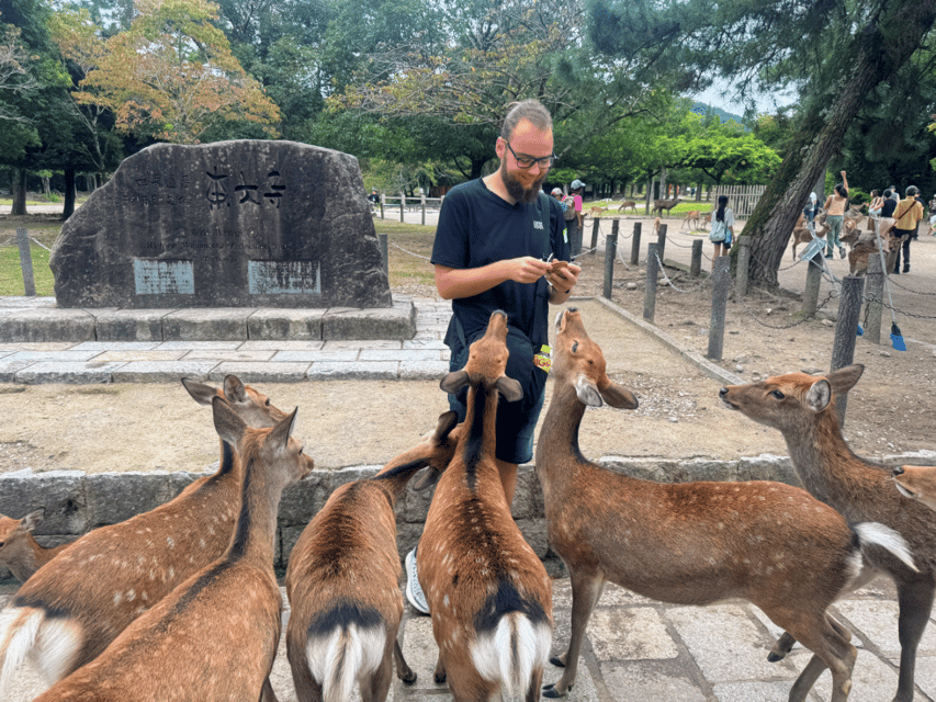 From Kyoto: Nara Guided Morning Tour - Nara Park deer time: fun, but manage the snack energy