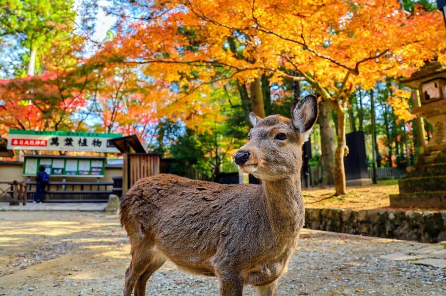 From Kyoto: Nara Guided Morning Tour - Kasuga Taisha Shrine: UNESCO lantern lanes in a calm setting