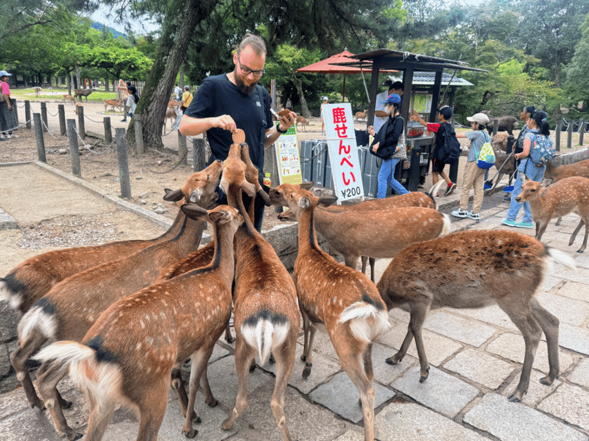 From Kyoto: Nara Guided Morning Tour - Price and value: what $77 gets you for 4 hours