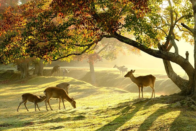 From Kyoto: Nara History Guided Half Day Bus Tour with Lunch - Key things that make this Nara tour work