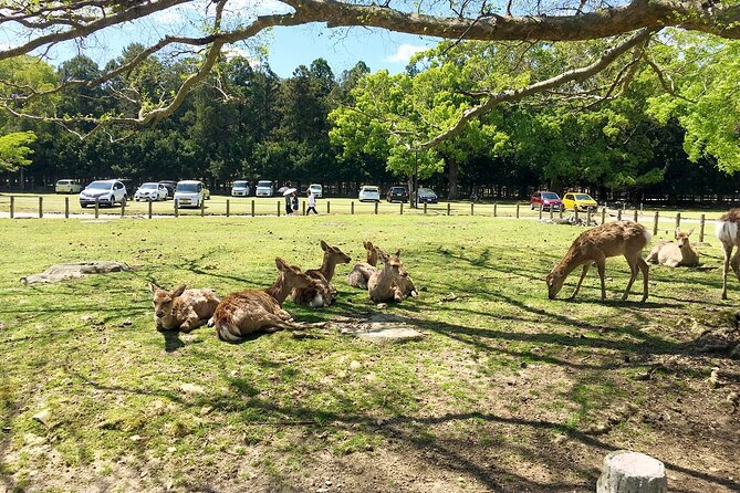 From Kyoto: Nara History Guided Half Day Bus Tour with Lunch - Tōdai-ji and the Great Buddha, in time to see it properly