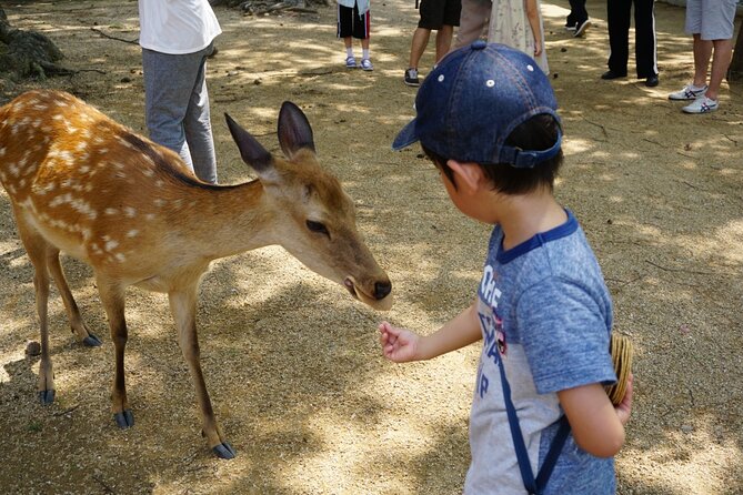 From Kyoto: Nara History Guided Half Day Bus Tour with Lunch - Nara Park deer time, the fun part with real behavior tips