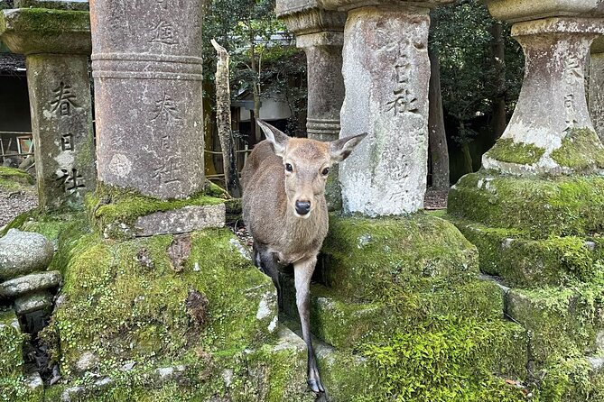 From Kyoto: Nara History Guided Half Day Bus Tour with Lunch - Kasuga Taisha Shrine visit, what you get in 45 minutes