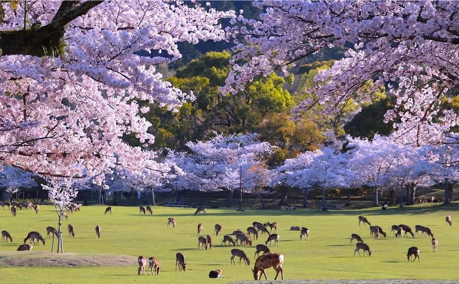 From Kyoto or Osaka: Kyoto Highlights & Nara Park Day Trip - Key Points To Know Before You Go