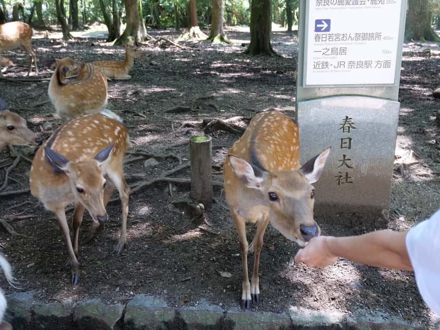 From Kyoto or Osaka: Kyoto Highlights & Nara Park Day Trip - The Value Question: Is $69 Worth One Day of Transport and a Guide?