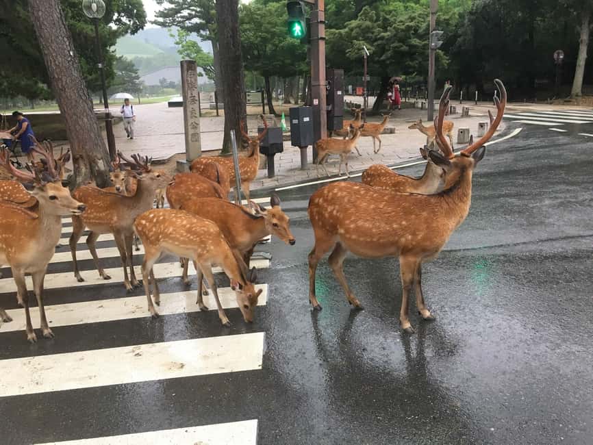 From Kyoto or Osaka: Kyoto Highlights & Nara Park Day Trip - Gion Stroll Plus Yasaka Shrine, With Optional Kimono Fun