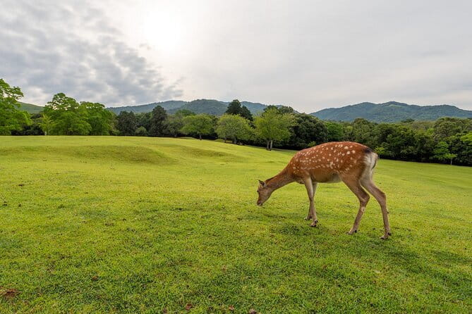 From Osaka/Kyoto: Kyoto & Nara Day Trip with Optional Lunch - Arashiyama Bamboo Forest, Tenryu-ji, bridges, and the little surprises nearby