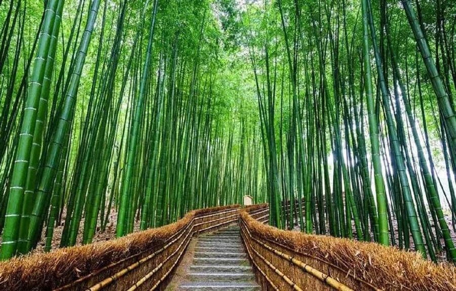 From Osaka: Kyoto, Nara, Fushimi Inari & Arashiyama Day Tour - Fushimi Inari Taisha: How to Handle the Thousand Torii Gates