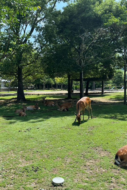 From Osaka/Kyoto: Nara One Day Private Tour - Key Things I’d Pay Attention To