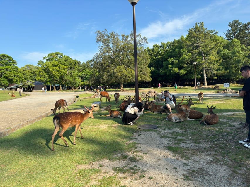 From Osaka/Kyoto: Nara One Day Private Tour - Kofuku-ji and the Five-Story Pagoda Moment