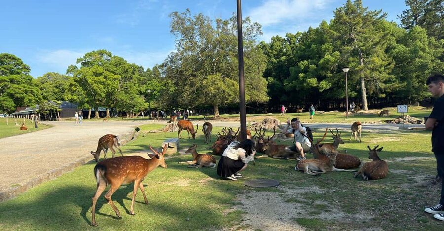 From Osaka/Kyoto: Nara One Day Private Tour - Yoshikien Garden: The Calm Break That Makes the Day Work
