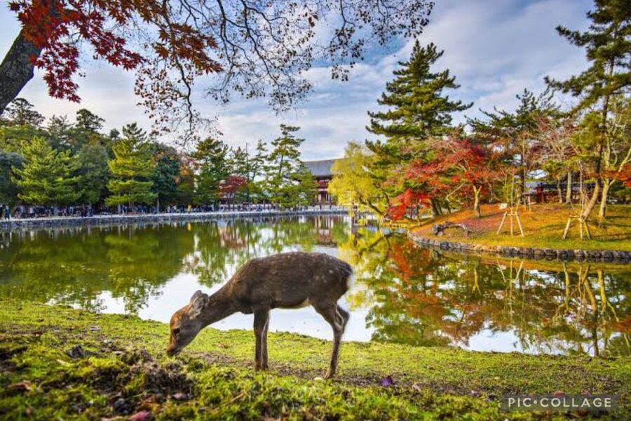 From Osaka/Kyoto: Private Kyoto & Nara Day Trip with Pickup - Kinkaku-ji Golden Pavilion: three floors, gold leaf, and quick resets