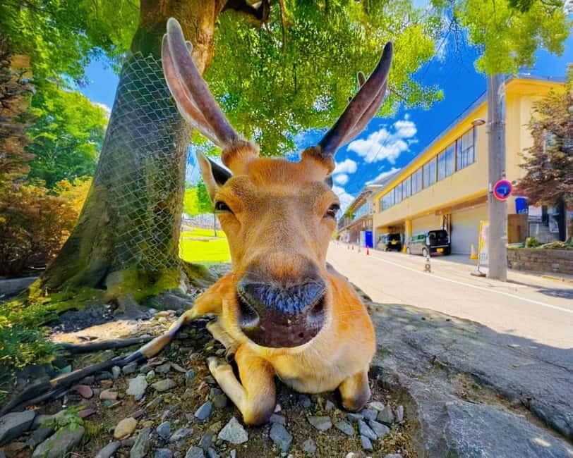 From Osaka: Nara Deer & Kyoto Kiyomizudera Sightseeing Tour - Kyoto and Nara from Osaka, 10 hours that actually fit