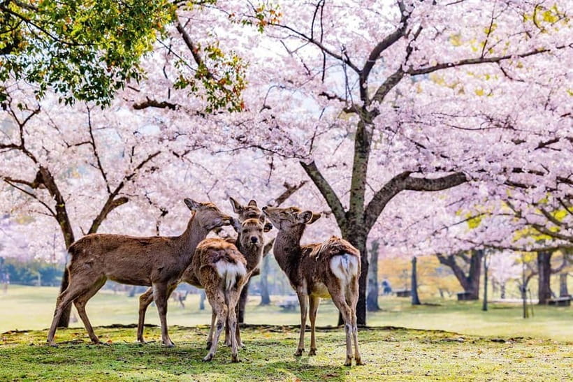 From Osaka: Nara Deer & Kyoto Kiyomizudera Sightseeing Tour - Nara Park: feeding shika deer with 80 minutes that feel fair