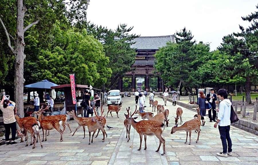 From Osaka: Nara, Kiyomizu-dera & Fushimi Inari Trip - A One-Day Triangle: Nara Park, Kiyomizu-dera, and Fushimi Inari