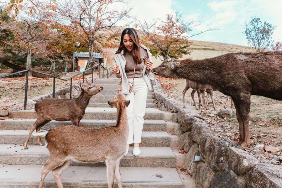 From Osaka: Nara, Kiyomizu-dera & Fushimi Inari Trip - Nara Park: Deer, Space, and a Low-Stress Start