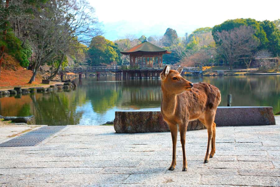 From Osaka: Nara, Kiyomizu-dera & Fushimi Inari Trip - Meeting Up at Osaka Mode Gakuen, Then Letting the Bus Handle It