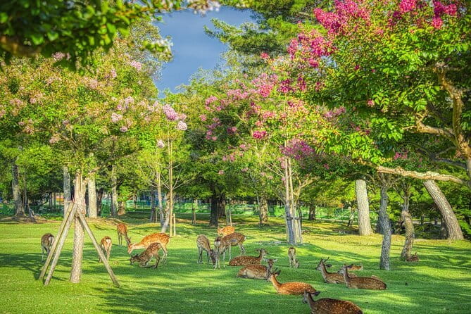 From Osaka or Kyoto: Kyoto and Nara 1-Day Bus Tour - Nara Park and Todai-ji: deer, the Great Buddha, and short stroll time