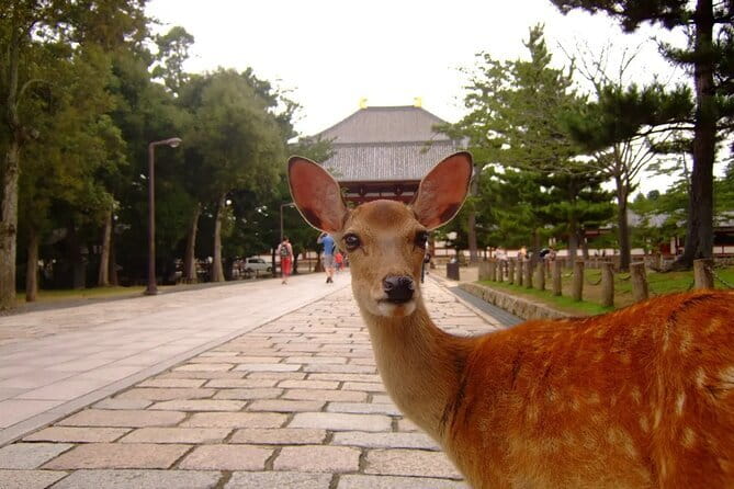 From Osaka or Kyoto: Kyoto and Nara 1-Day Bus Tour - Fushimi Inari Taisha: the red torii tunnel and what to do with 1 hour 20 minutes