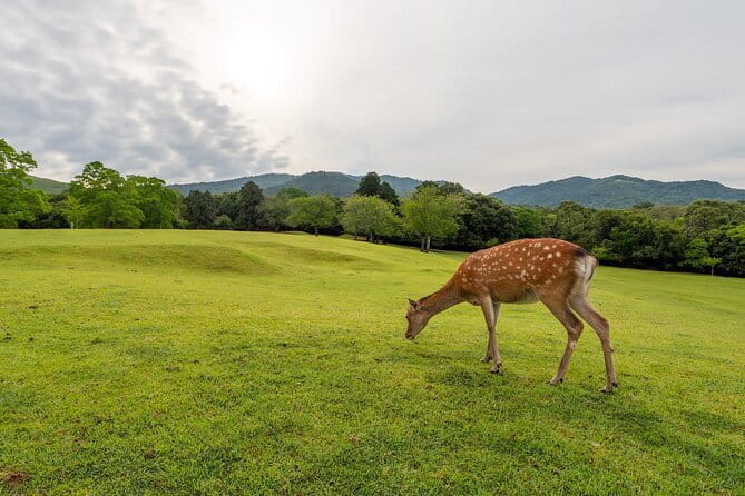 From Osaka or Kyoto: Kyoto and Nara 1-Day Bus Tour - Price and what your money actually buys