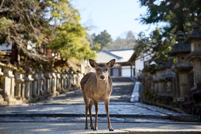 Full Day Guided Tour to Kyoto and Nara from Osaka by Van - Nara Park deer feeding: the fun part, and why it takes a bit of care
