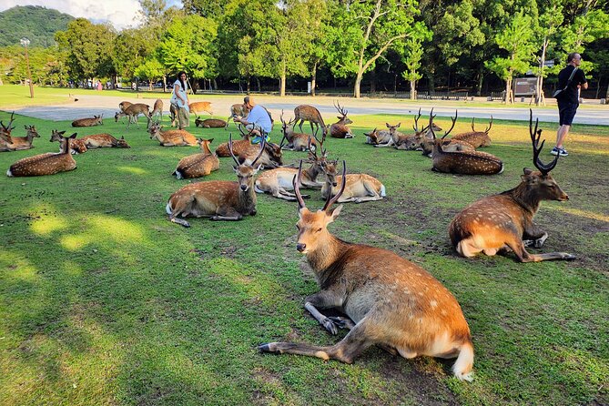 Full Day Guided Tour to Kyoto and Nara from Osaka by Van - Price and logistics: what you are actually paying for