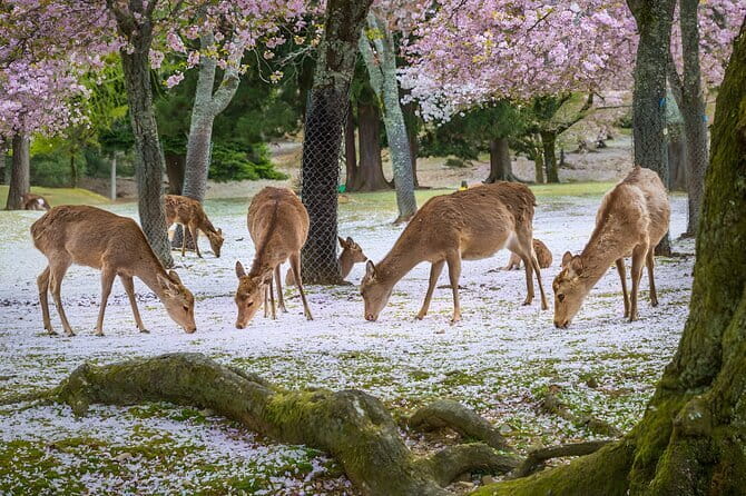 Full Day Nara Deer, Temple, Shrine, Activities & Tea Ceremony - Higashimuki Shopping Street: how to use the lunch window well