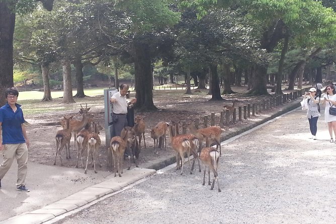 Fushimi Inari & Nara Highlights Walking Tour - What the Guide Adds Beyond Directions