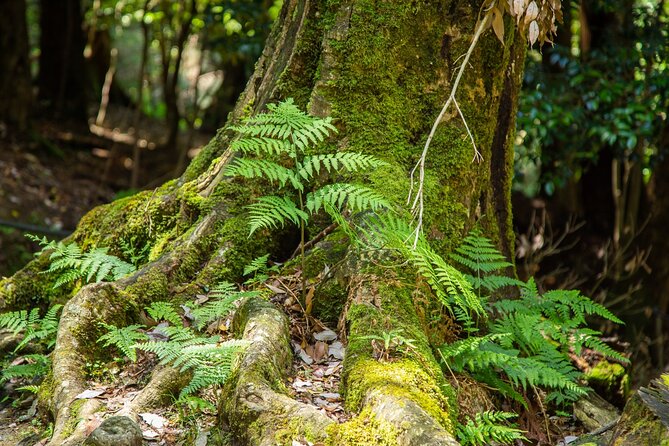 Hiking Tour for Sacred Sites in Kyoto with a Guide - Practical tips for a smoother Kurama to Kibune day