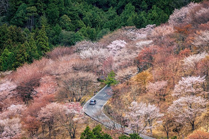 Historic and Natural Guided Hike in Yoshino - Key things I’d circle before you book