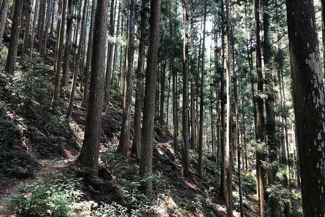 Historic and Natural Guided Hike in Yoshino - Kinpusenji Temple and Chikurin-in: the UNESCO stop you can actually place