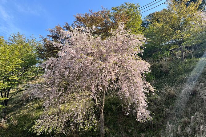 Historic and Natural Guided Hike in Yoshino - Price and included value: is $136.82 fair for 5 hours in Yoshino?