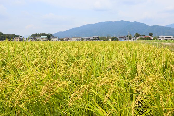 Japan's Rural Life & Nature: Private Half Day Cycling Near Kyoto - Lake Biwa or Hikone Castle Extra Time: How to Pick Your Bonus Stop