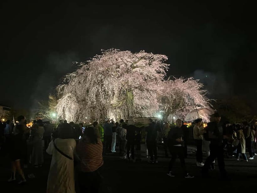 Kioto: Gion Tour, recorrido a pie (Español/Castellano) - What you should expect about Maiko and Geiko sightings