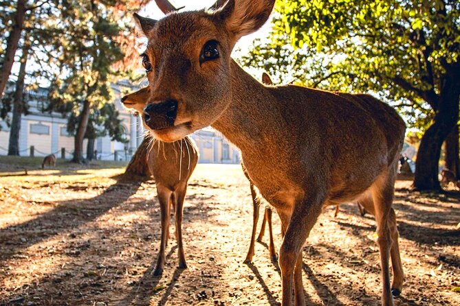 Kyoto and Nara Day Tour From Osaka with Deer Sightings - Kiyomizudera Temple: UNESCO views, plus optional entry tickets