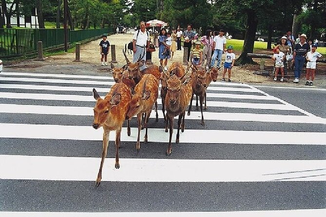 Kyoto and Nara Day Trip from Kyoto - Getting on the bus: meeting point, start time, and why it matters